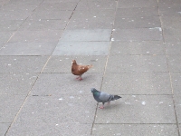 Blackpool Brown Pigeon 2.jpg